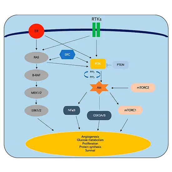 PIK3CA Mutation Analysis